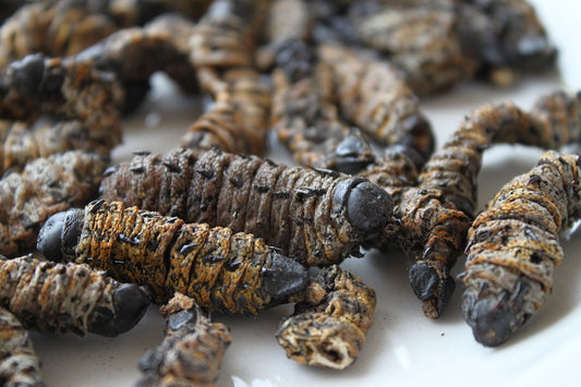 Madora – Mopane Worms