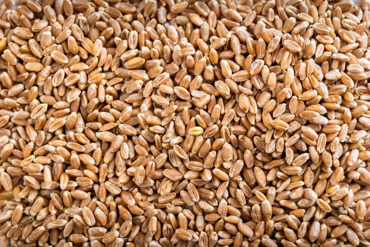 Wheat