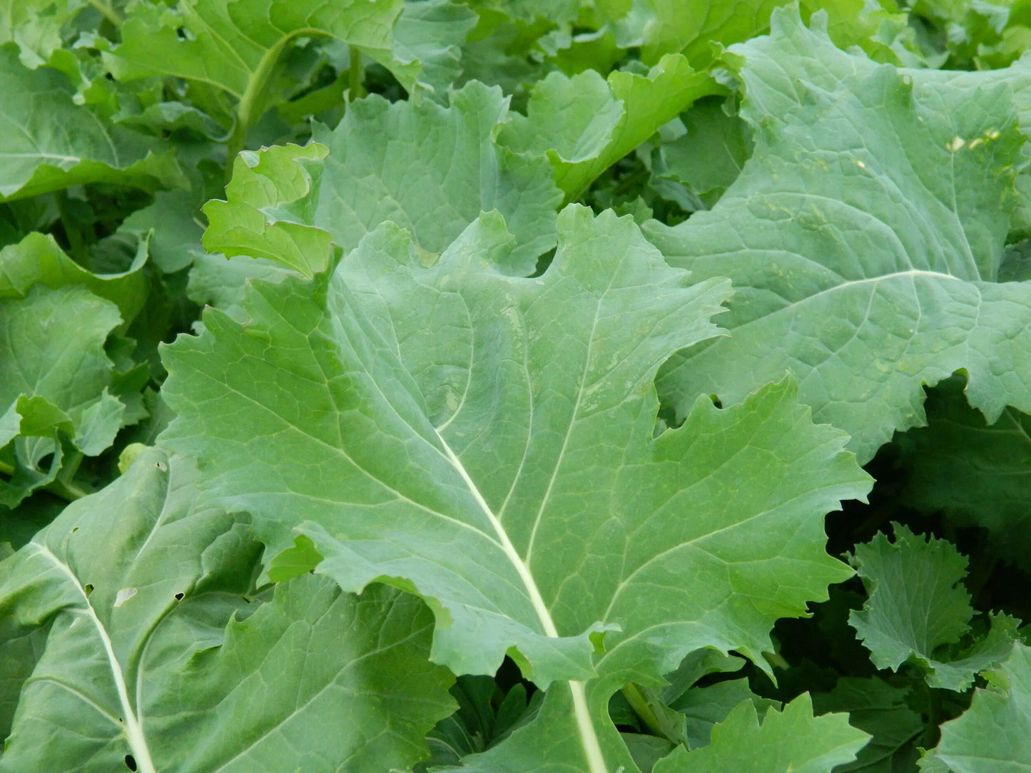 Vegetables ( tsunga, rape, covo, rugare)