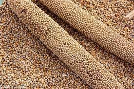 Pearl Millet - Mhunga