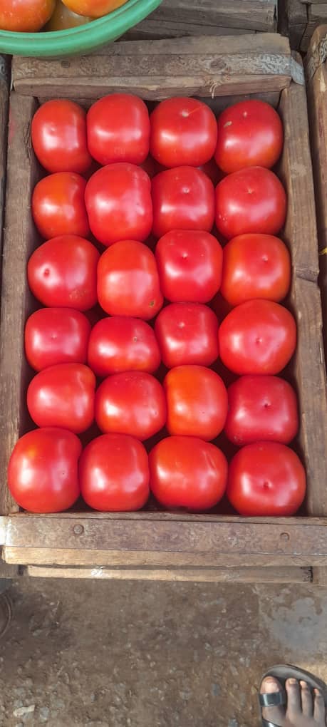 Tomatoes bulk