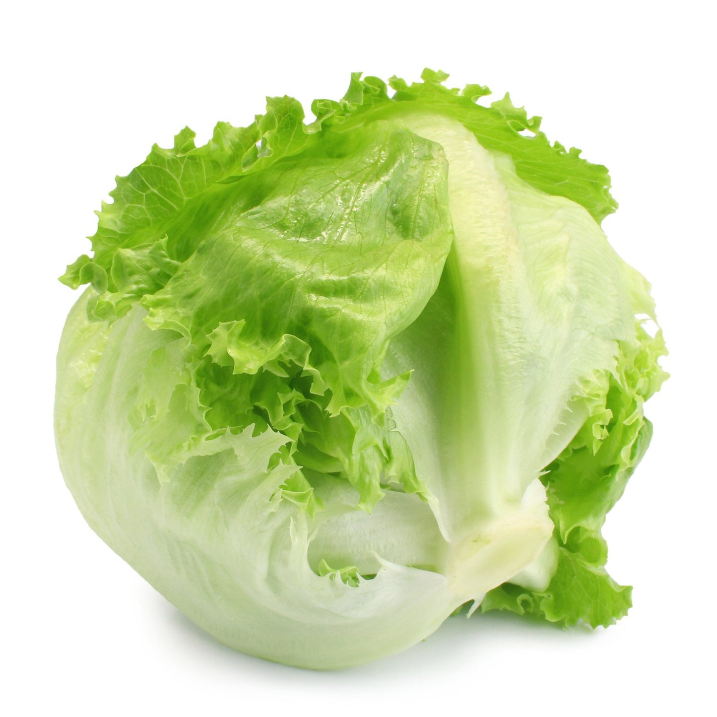 Lettuce head